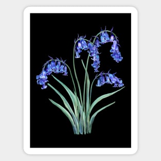 English Bluebell Magnet